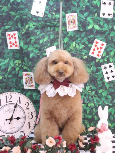 20250411マロンちゃん